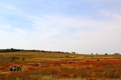 Visitors walking through Big Meadows in autumn.