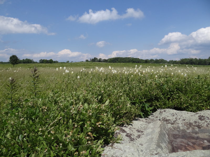 Fly poison, a cousin of Bear Grass, growing in Big Meadows, Shenandoah National Park.