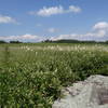 Fly poison, a cousin of Bear Grass, growing in Big Meadows, Shenandoah National Park.