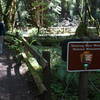 Entering Muir Woods from the Bootjack Trail