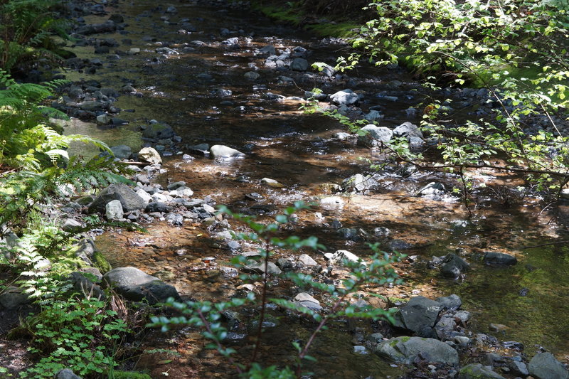 Burbling Redwood Creek