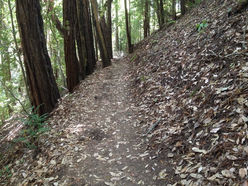 Drier upper part of the Troop 80 Trail