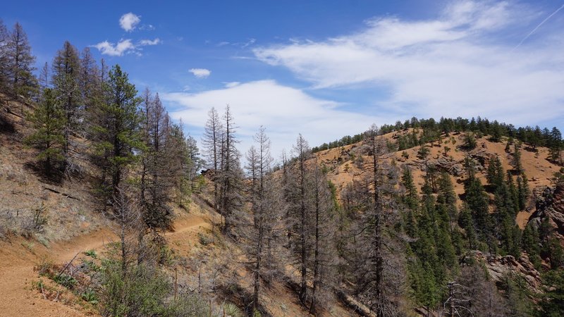 Shortly after taking the right-fork in the trail to head up to Mt. Muscoco.