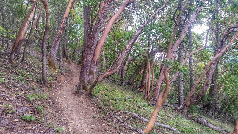 Madrone Trees along the trail.