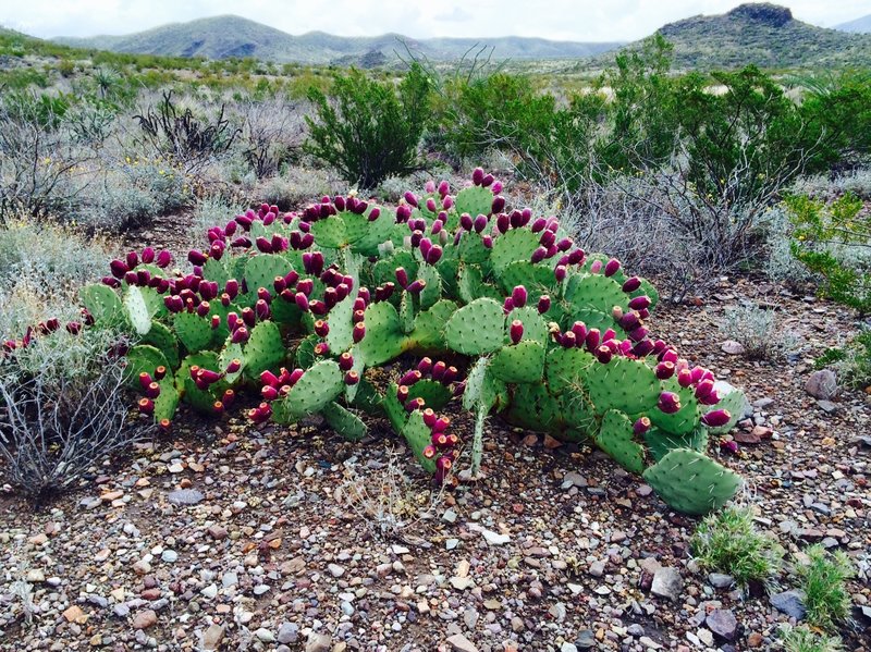 Prickly pear.