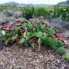 Prickly pear.