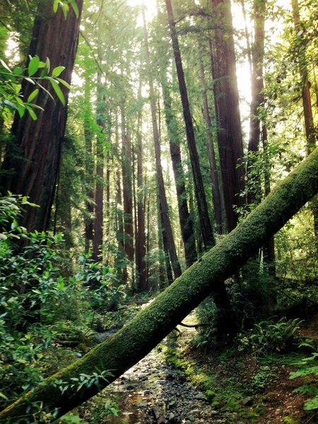 Muir Woods moss covers everything.