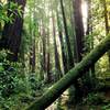 Muir Woods moss covers everything.