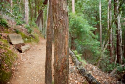 Nice bench for a rest and place to wonder what critter left these marks.