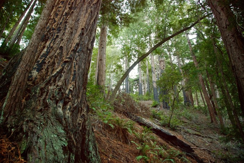 Fire damage along the Dipsea Trail.