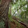 Fire damage along the Dipsea Trail.