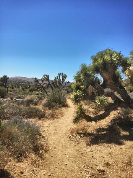 Dodge the Joshua Trees.