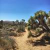 Dodge the Joshua Trees.