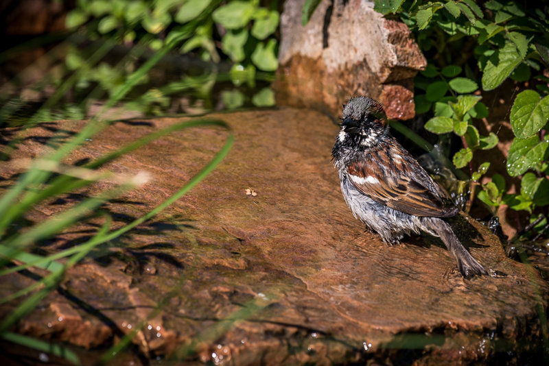 Sparrow, singing in the bath.