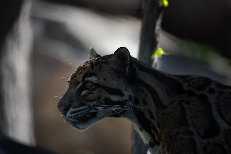 Clouded leopard on lookout.