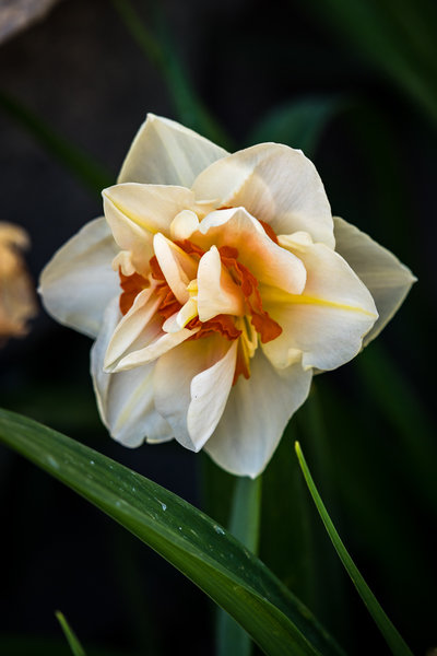 Interesting flower found planted along trail.