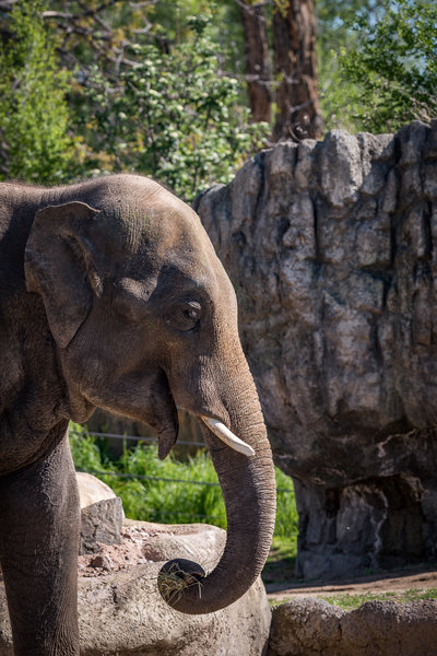 Elephant enjoying a meal.