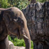 Elephant enjoying a meal.