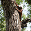 Young Hesti the orangutan high up in a cottonwood tree.