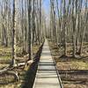 Elevated boardwalk along the Jesup Path.