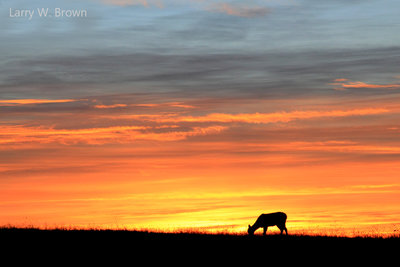 A whitetail deer grazing in Big Meadows at sunrise.