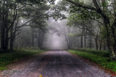 A section of the Rapidan Road on a foggy Summer morning.