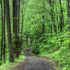 A section of the Berry Hollow Fire Road in early Spring.