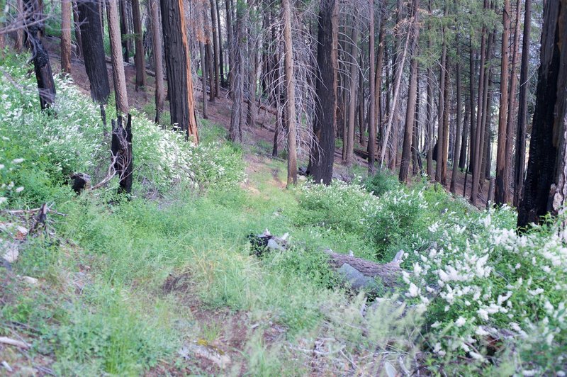 The trail can be difficult to follow as it starts to descend steeply to the valley.