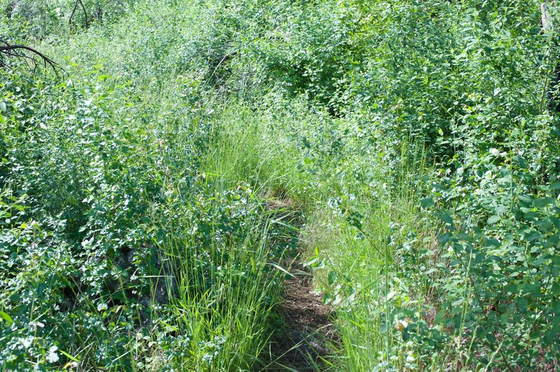 The trail can be overgrown in the spring time, so make sure you are paying attention to where you are going.