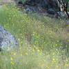 Wildflowers bloom along the trail.