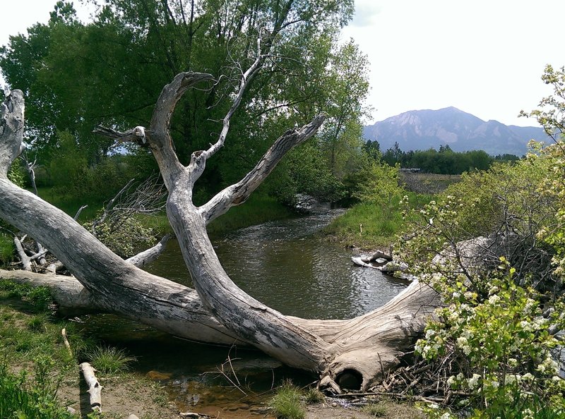 Big downed cottonwood is fun to scramble around on.