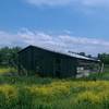 Scenic old shed along the South Boulder Creek Trail.