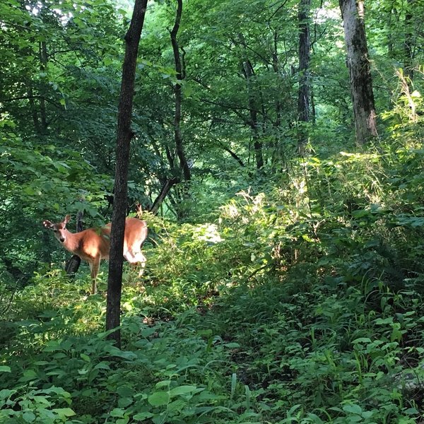 Keep an eye out for other trail users out there!