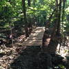 Split-cedar log bridge on the Dummy Line Trail. There are several of these on this trail.