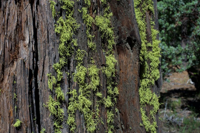 Moss grows on a tree along the trail.