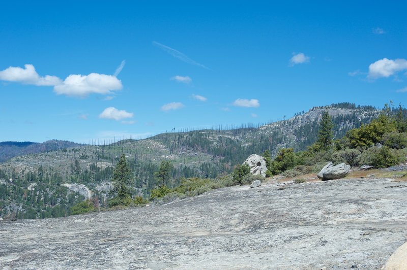 A view showing the forest recovering after the Foresta Fire.