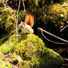 Red squirrel at a stream crossing.