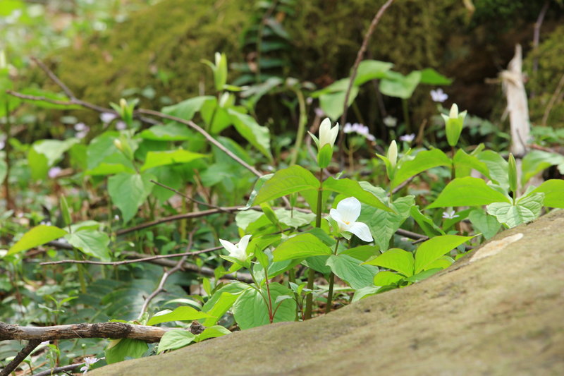 Patch of white trillium in bloom.