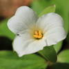 White trillium.