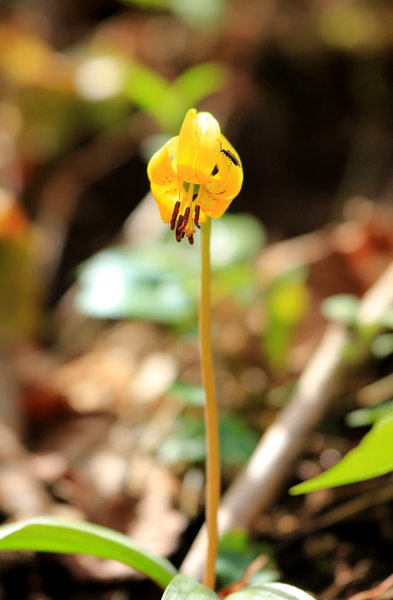 Turk's cap lily along the lower portion of the trail.