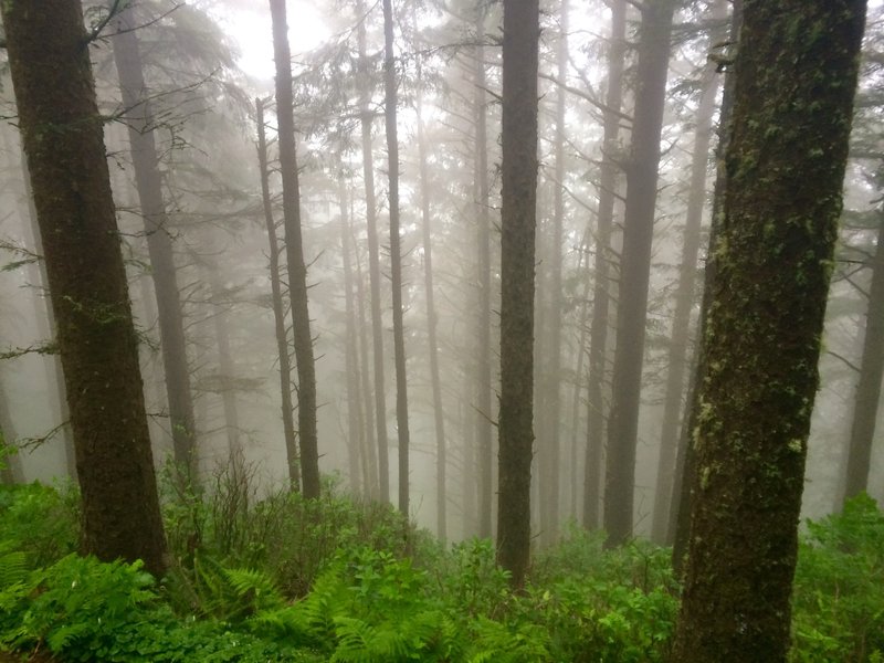 Foggy forest.