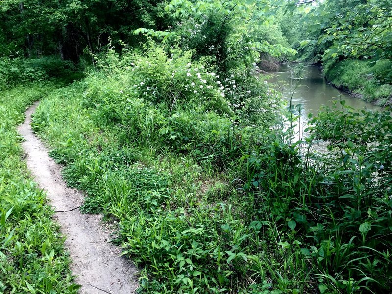 Singletrack running alongside Clear Creek.