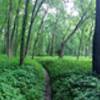 Singetrack cutting through the clear creek greenway.