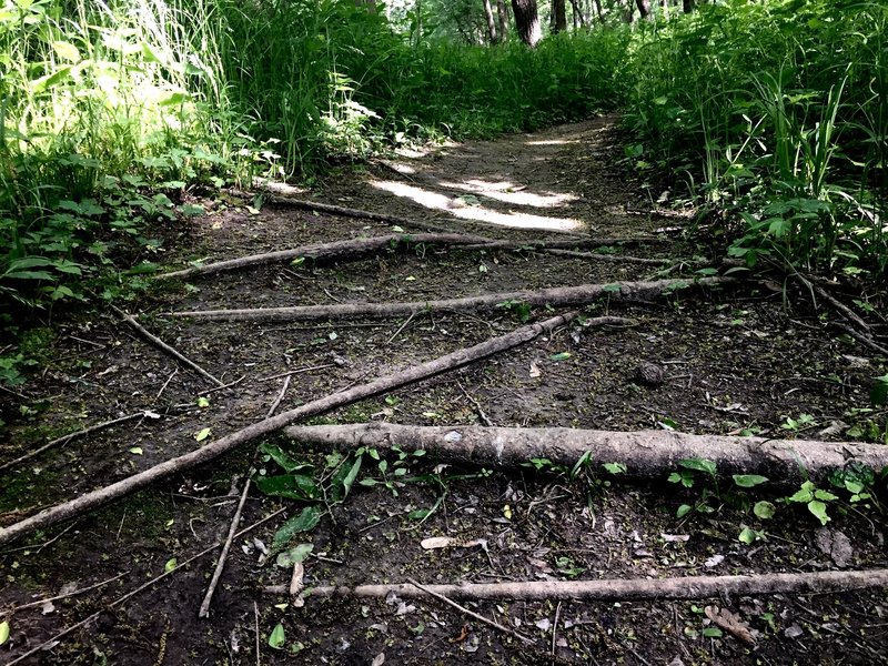 Singletrack on the Clear Creek natural surface trail.