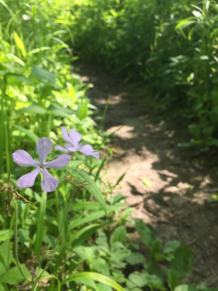 Woodland phlox, trailside.