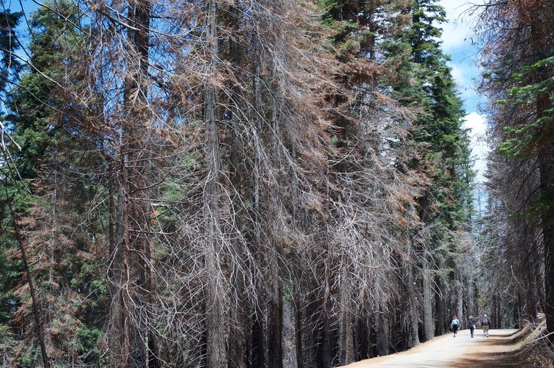 The trail as it makes its way through the forest burned during the Rim Fire.