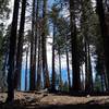 The fire has opened up the forest floor so more sunlight can reach the plants below.