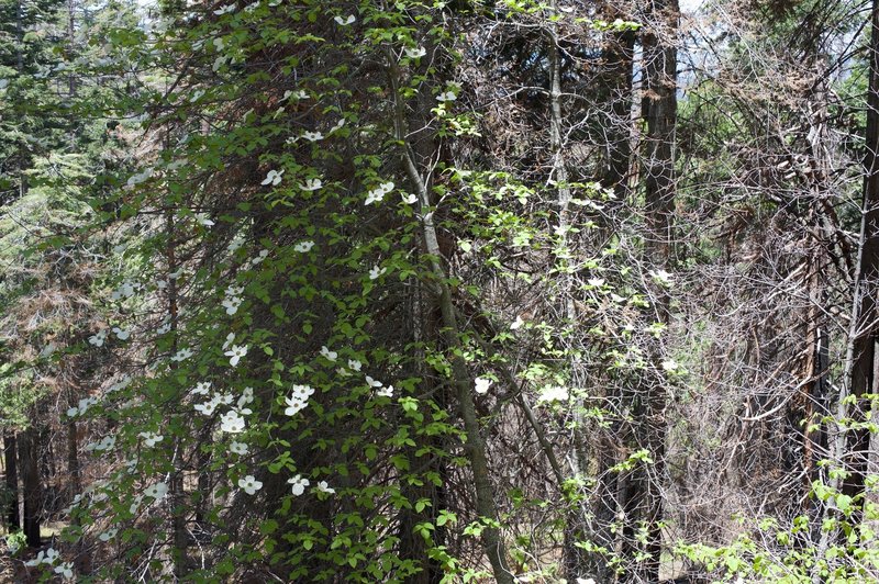 Dogwoods bloom in the spring time.