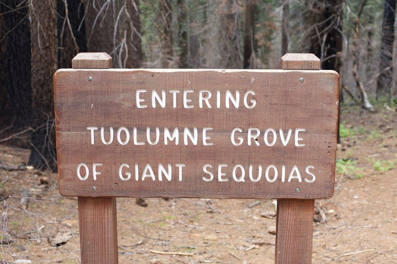 The sign indicating that you are entering the grove and Giant Sequoias are about to come into view.