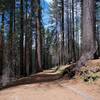 The Old Big Oak Flat Road continues to Hodgdon Meadow as it passes through the Tuolumne Grove.